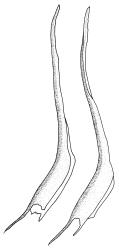 Dicranella dietrichiae, leaves. Drawn from K.W. Allison 631, CHR 532232.
 Image: R.C. Wagstaff © Landcare Research 2018 